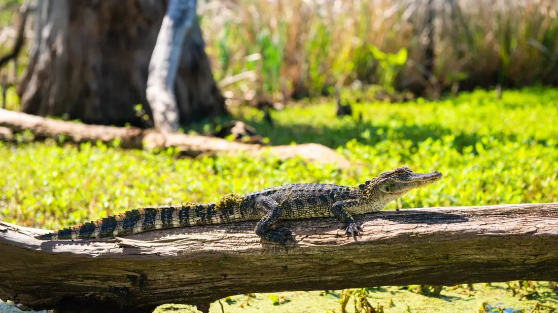 Manchac WMA: The Louisiana Swamp Between Two Lakes That's An Easy Day Trip From New Orleans