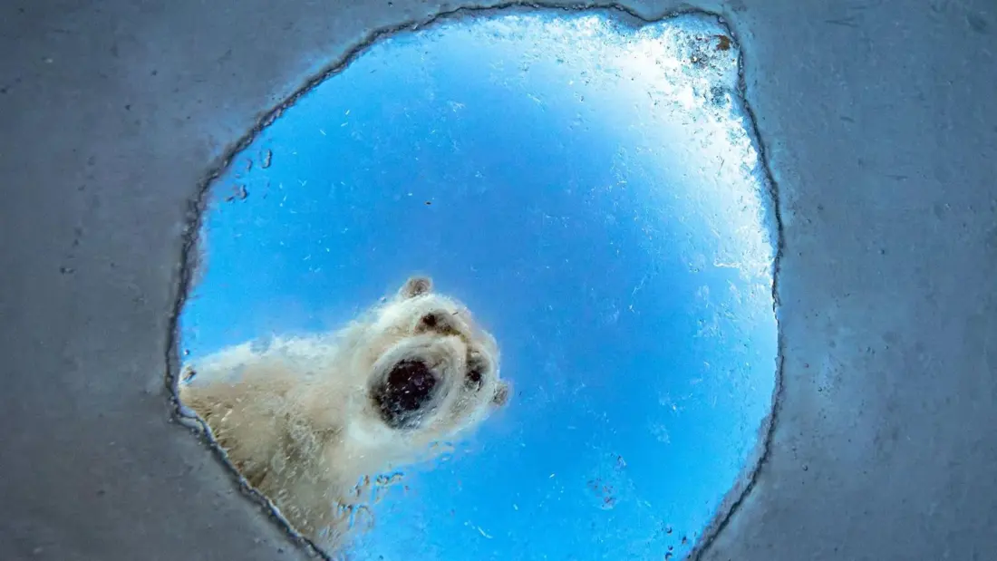 Wildlife Photographer of the Year 2026: Seals, Swimming Bears and a Whale's Farewell
