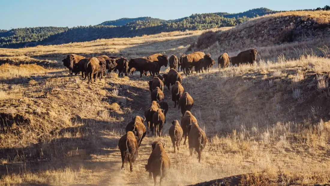 Hands In, Sleeves Up: Why Hotels Now Want You to Catch, Forage and Butcher Your Own Dinner
