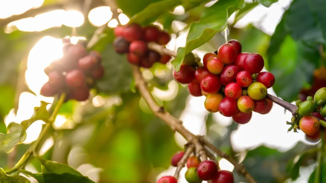 From Kaldi's Goats to Istanbul's Coffeehouses: How Coffee Conquered the World