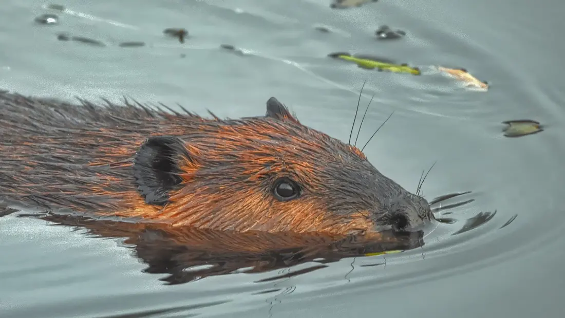 Calgary's free Beaver Fest brings dams, live music and watershed science to Glenmore Reservoir