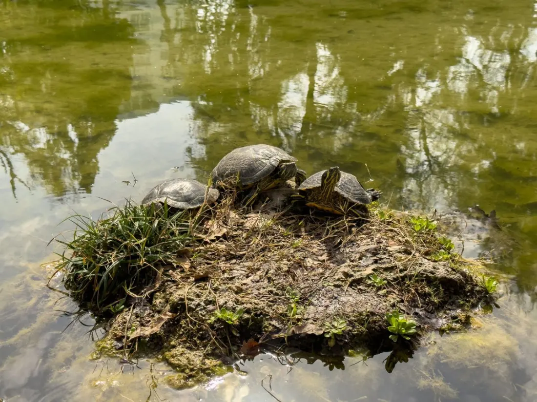 Croatia's Only Herpetological Reserve Sits Half an Hour From Dubrovnik