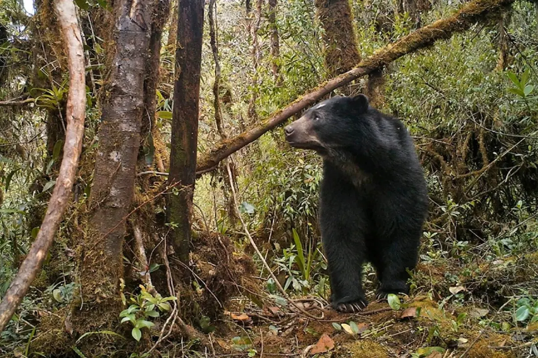 Colombia Is the Bright Spot in a Grim WWF Biodiversity Report