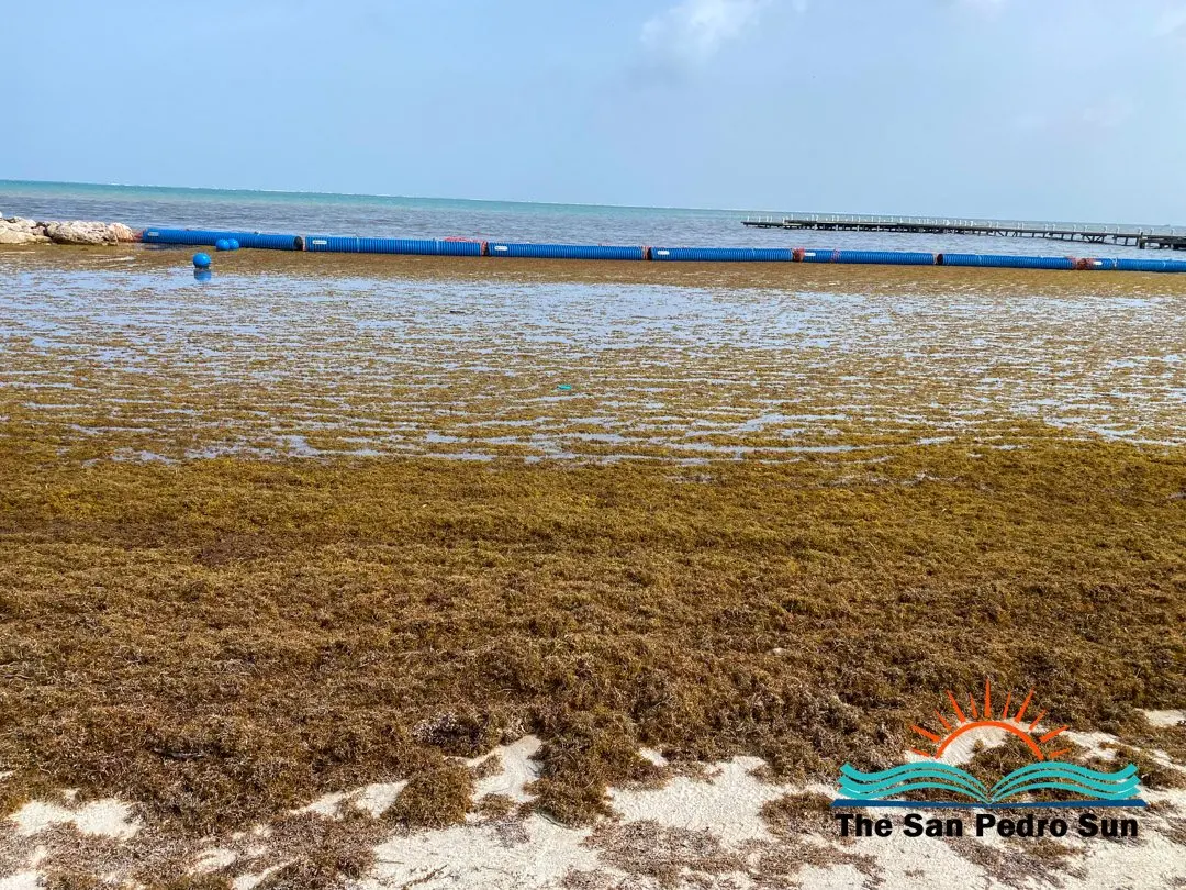 Belize Seeks US$20 Million to Fight the Sargassum Washing Up on Its Beaches