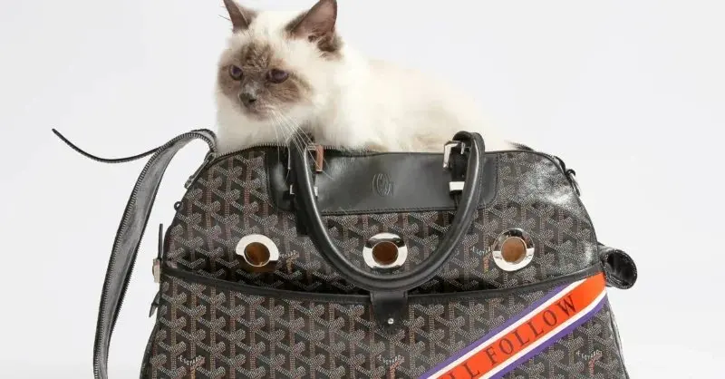 Vintage Hermès and Goyard Pet Pieces Go Under the Hammer in Paris
