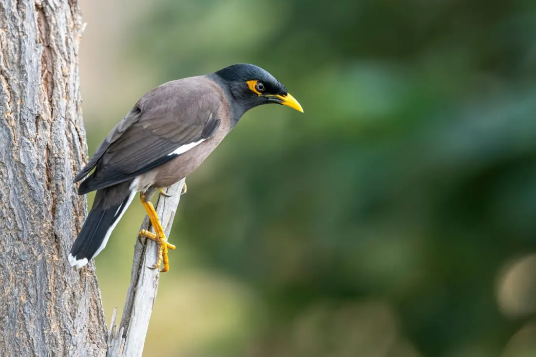 Australia's most hated bird was once called 'dear, gentle and highly amusing'