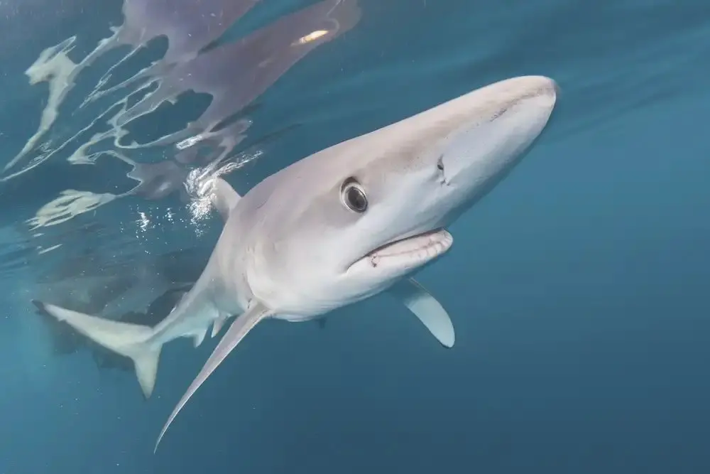 Snorkel with blue sharks off Cornwall — if you win this charity auction