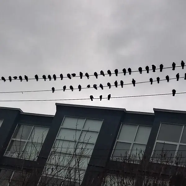 Thousands of Crows Take Over a Vancouver Suburb Every Night