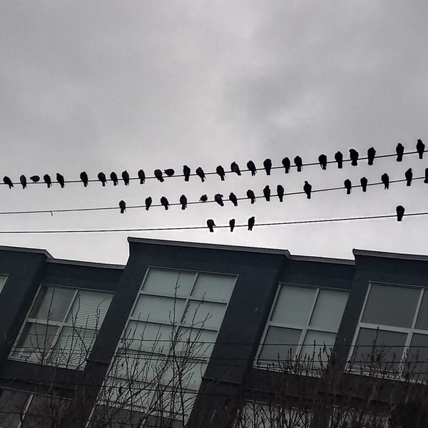 Thousands of Crows Take Over a Vancouver Suburb Every Night