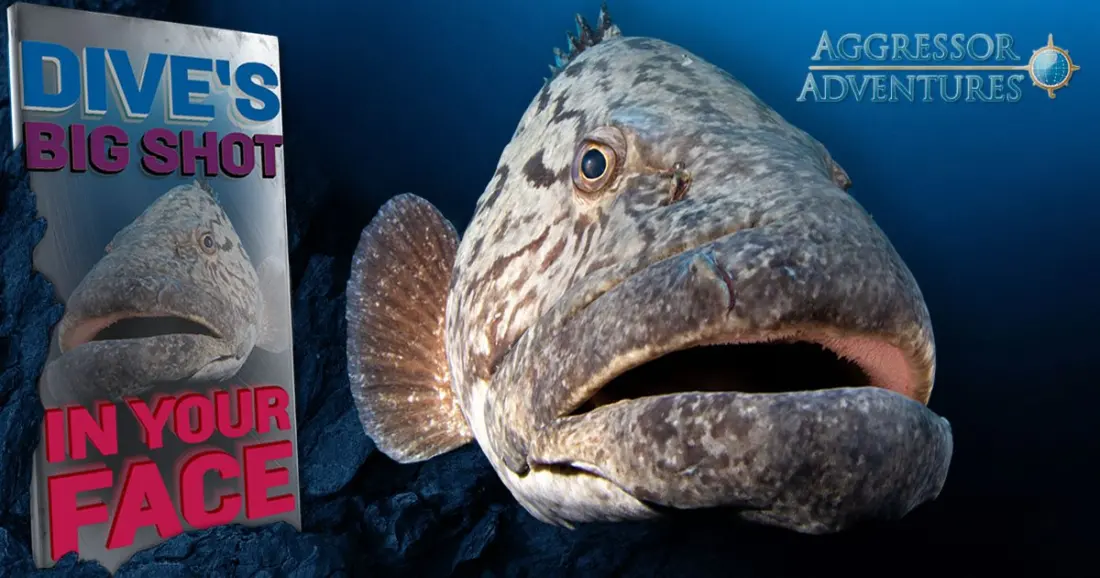 Win a Red Sea Liveaboard Trip with DIVE's 'In Your Face' Photo Competition
