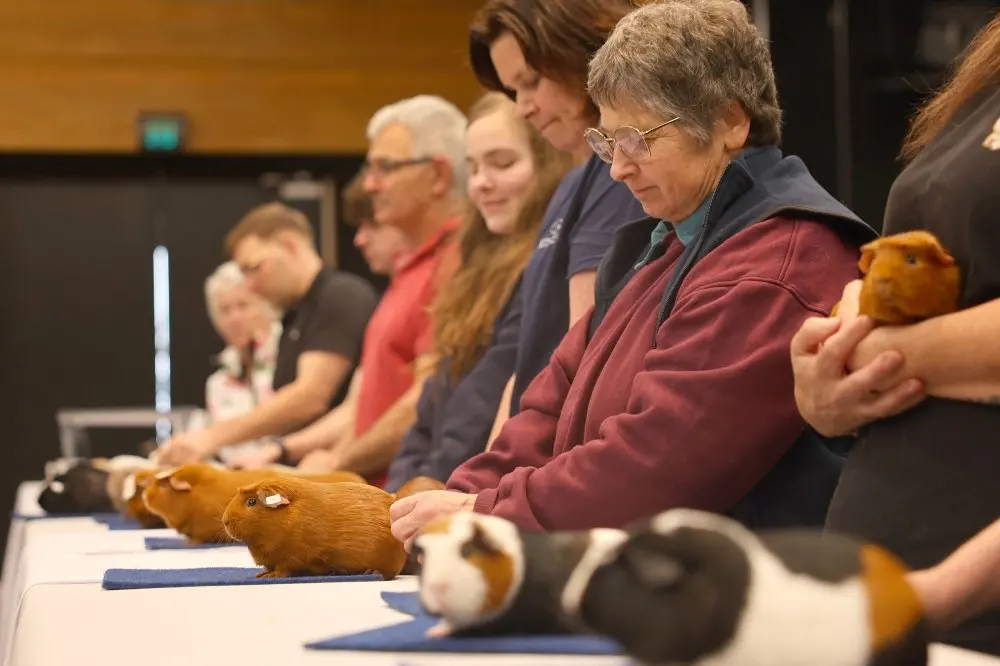 Nearly 300 guinea pigs squared off at New Zealand's National Cavy Show in Taupo