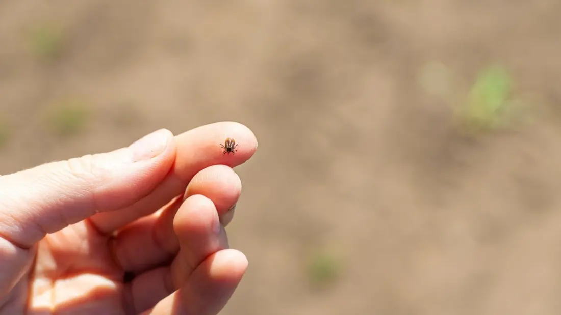 Turkish scientists are building an AI app that tells you which tick just bit you
