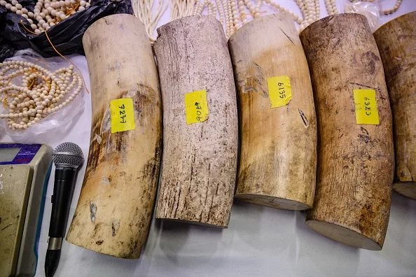 Thai port seizure: 400 ivory pieces found hidden in timber from Zambia