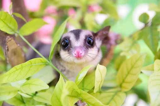 Victoria adds three new national parks to protect its threatened forest wildlife