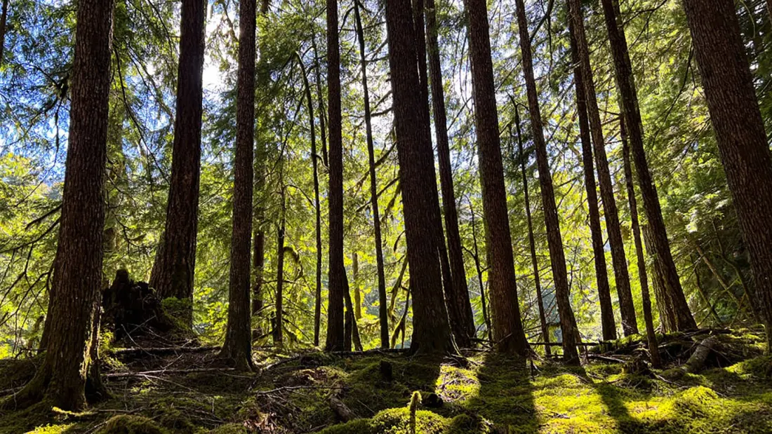 Tree DNA, Stolen Maples and a Wildfire: The strangest crime story in Olympic National Forest