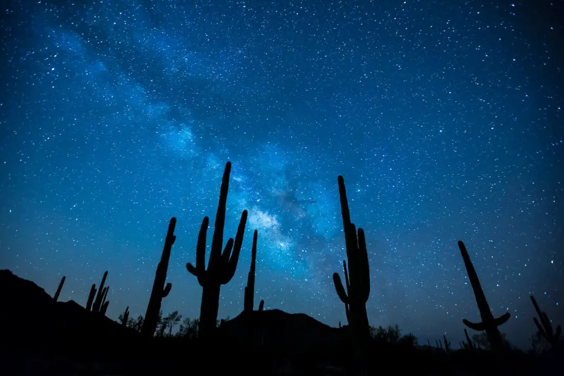 A Saguaro Fell on a Hiker Near Scottsdale — What Desert Walkers Should Know About Cactus Injuries