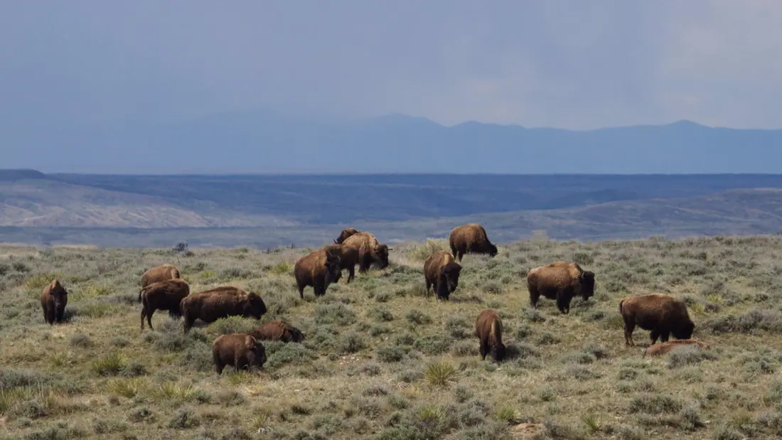 Nearly 1,000 Montana Bison Can Stay on Public Land, for Now, After Federal Court Ruling