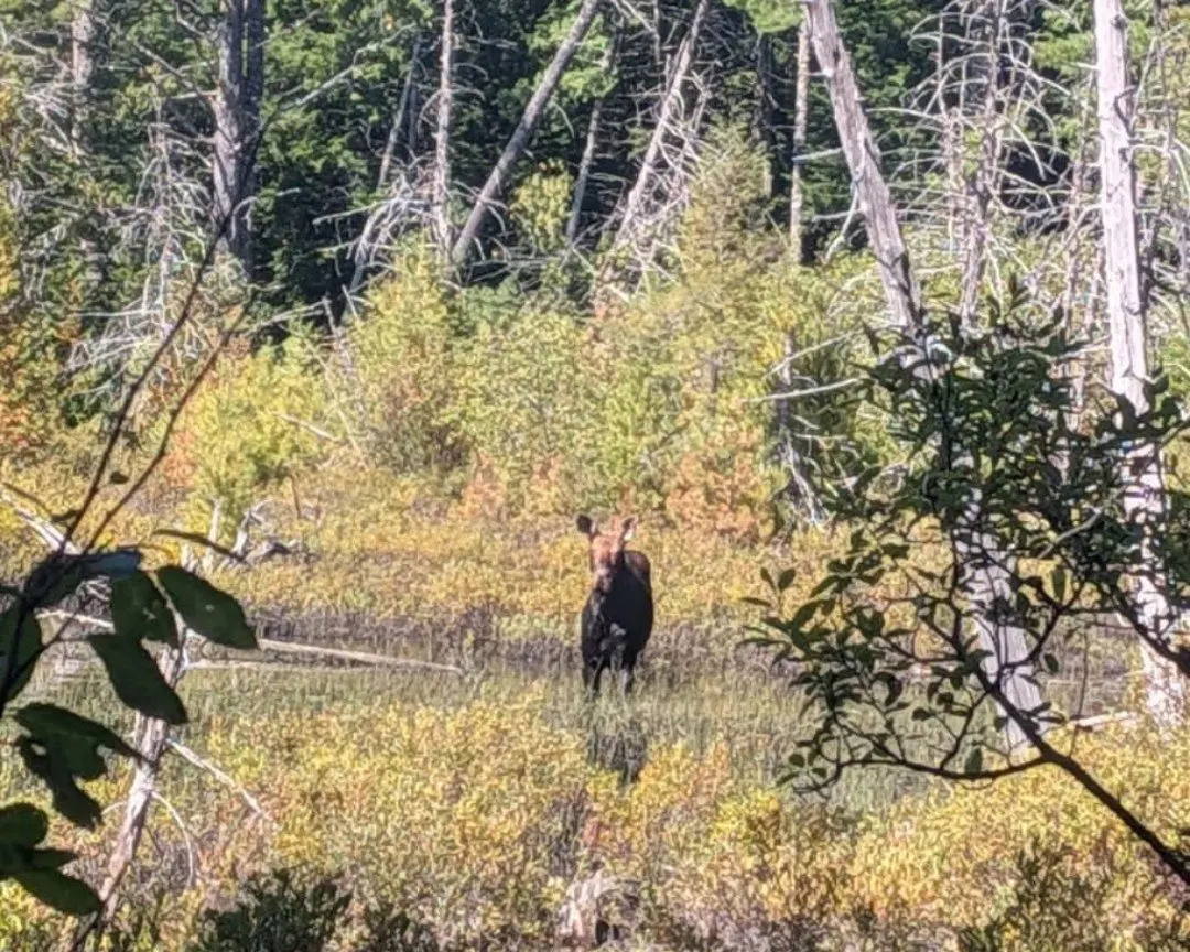 Day 160 on the Appalachian Trail: Moose, Trail Magic and the First Glimpse of Katahdin