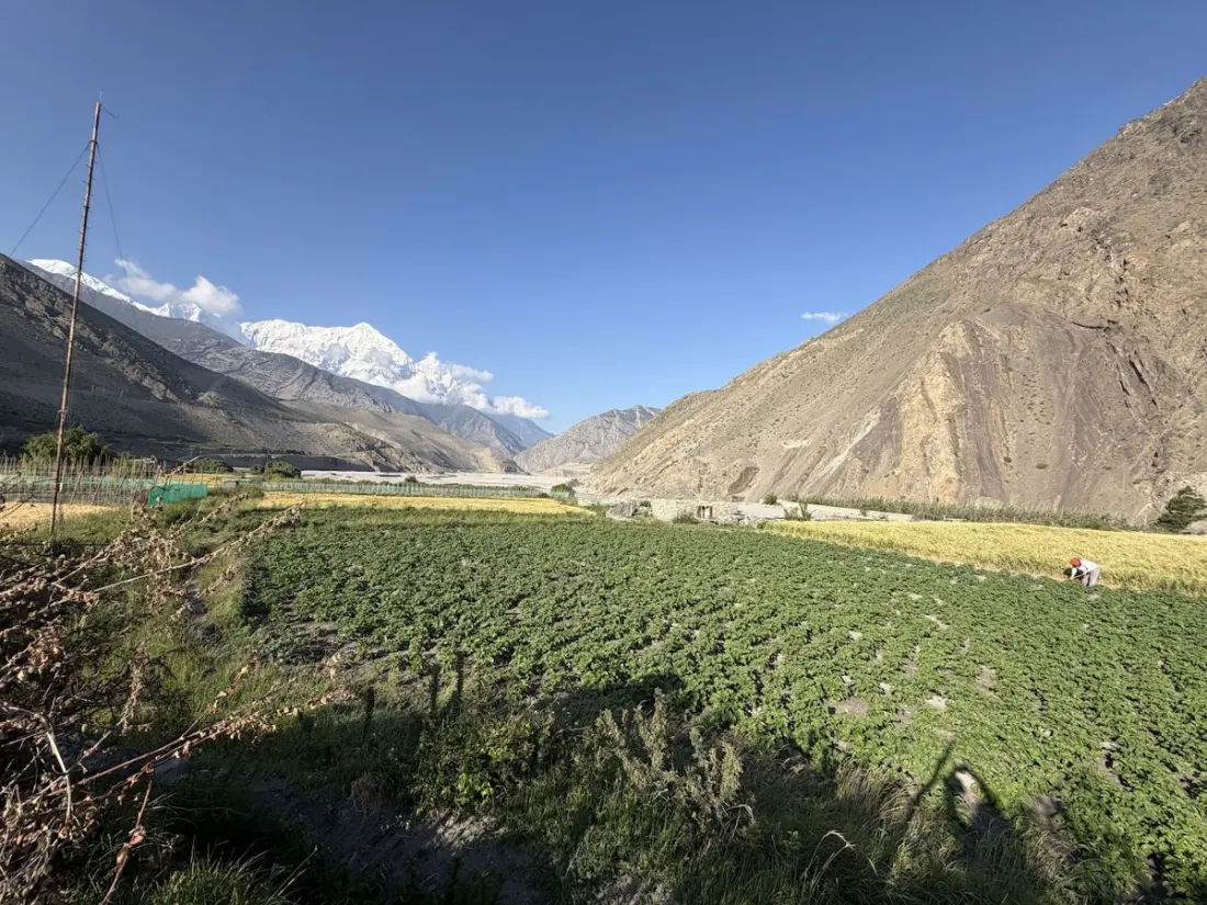 Apples climb, barley fades: how Mustang's farms — and rituals — are shifting uphill