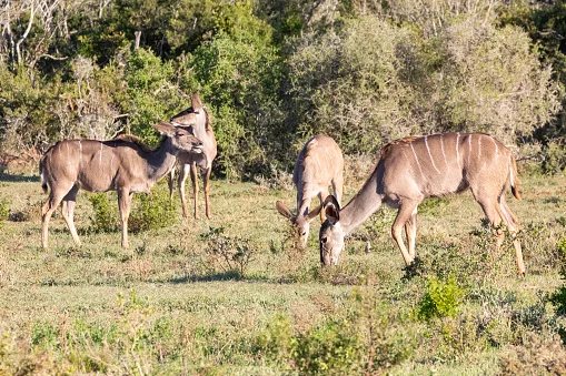 Foot-and-mouth disease confirmed in kudu at Addo — but the park stays open