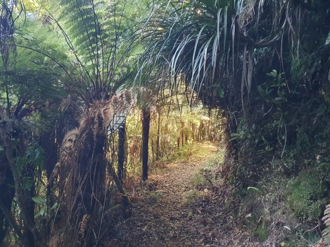 Six months of prep for a 3,000km walk down New Zealand: one hiker's Te Araroa countdown