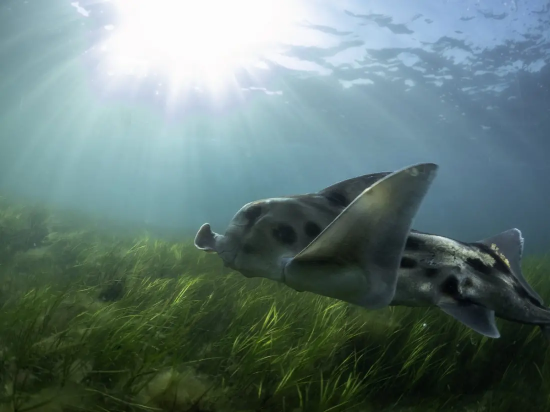 Ghost sharks breed in Western Port Bay — and you can visit their nursery