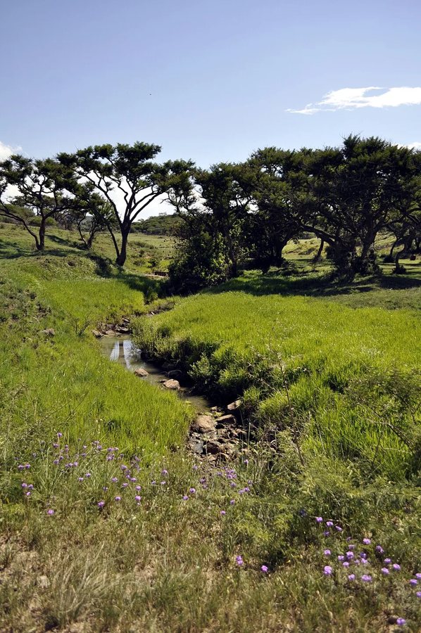 Spioenkop: the KZN hilltop where trenches still cut through the grass