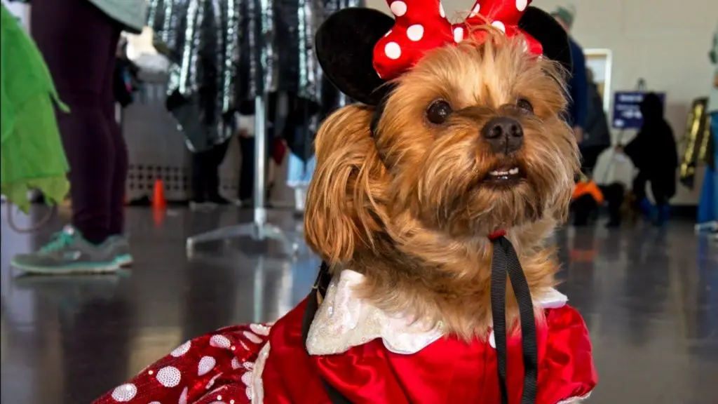 Howl-O-Ween brings dog races, pet psychics and free Halloween fun to Edmonton