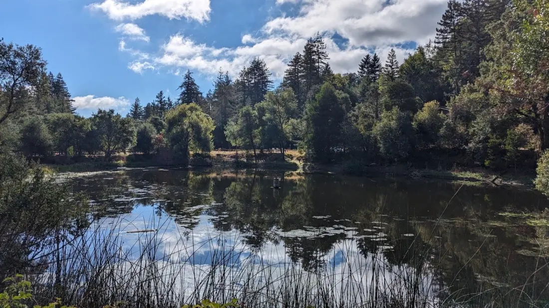 Bear Creek Redwoods: The Quiet Redwood Escape Hiding 15 Miles From San Jose