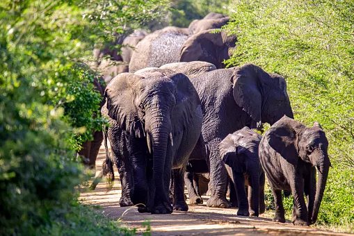 48 hours in iSimangaliso: hippos, sand forest and whales beyond the beach