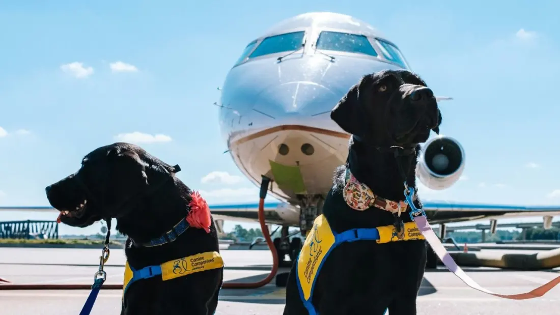 Flying With Your Dog or Cat: Which US Airlines Actually Welcome Pets