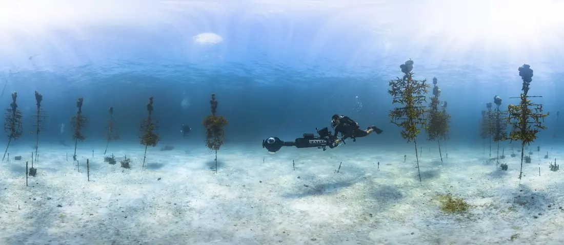 How Florida's underwater 'coral trees' are rebuilding the Keys' dying reefs