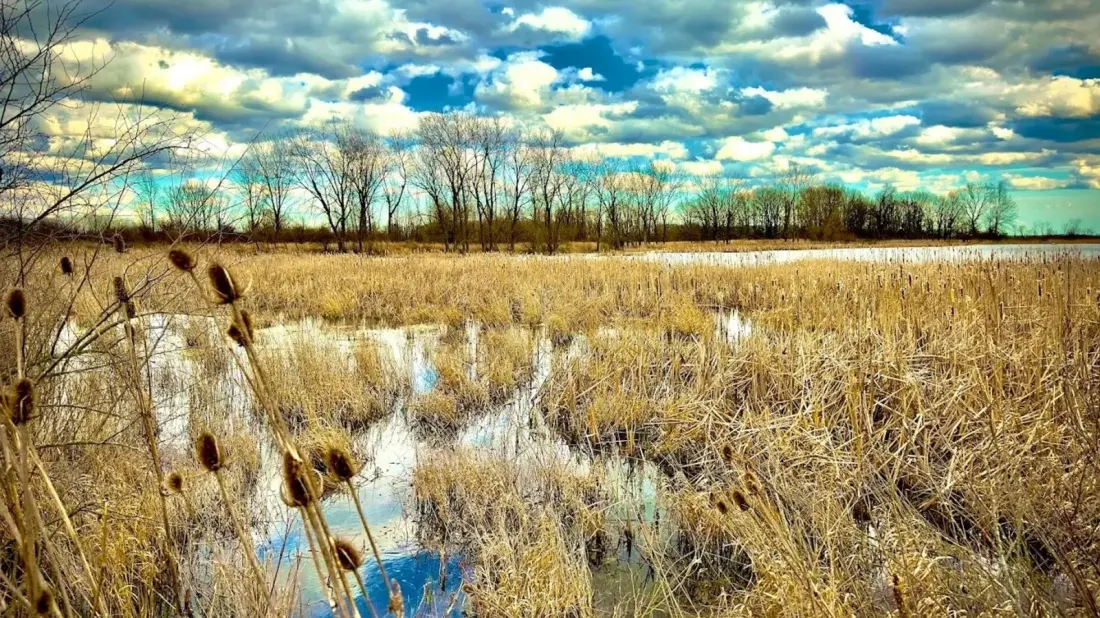 Killdeer Plains: Ohio's 9,000-Acre Prairie Escape Hiding Between Columbus and Toledo