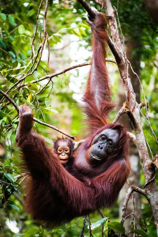 Good news for wildlife: orangutan rescues, recovering elephants and a clever turbine fix