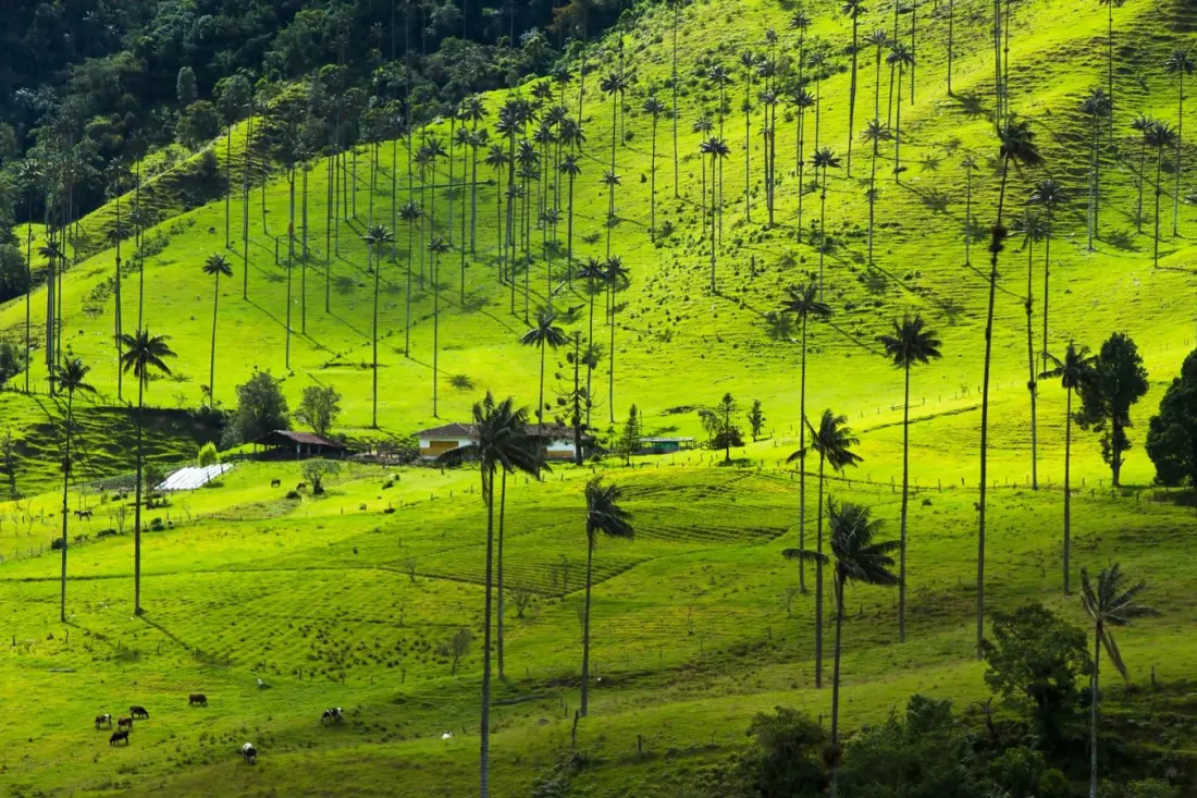 Cocora Valley hikes: short walks vs the full circuit, and what each costs