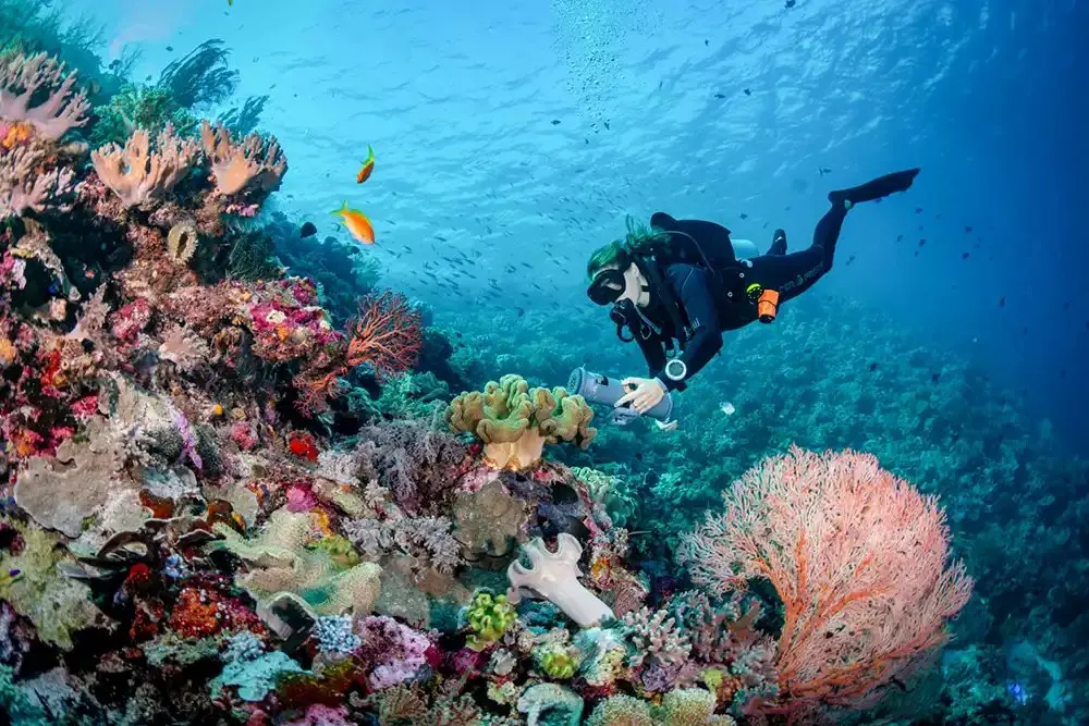 Wakatobi's radical reef idea: protect it, then leave it alone
