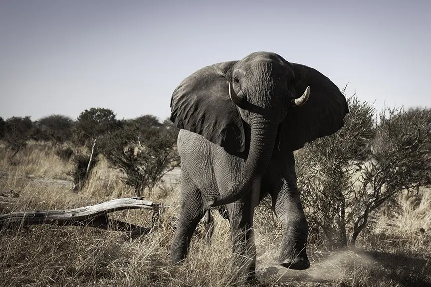 When wildlife turns dangerous: recent attacks from France to Kenya