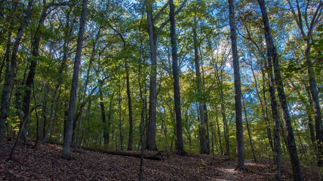 Don Robinson State Park: St. Louis's Quiet Canyon Escape With Waterfalls and Fall Colour