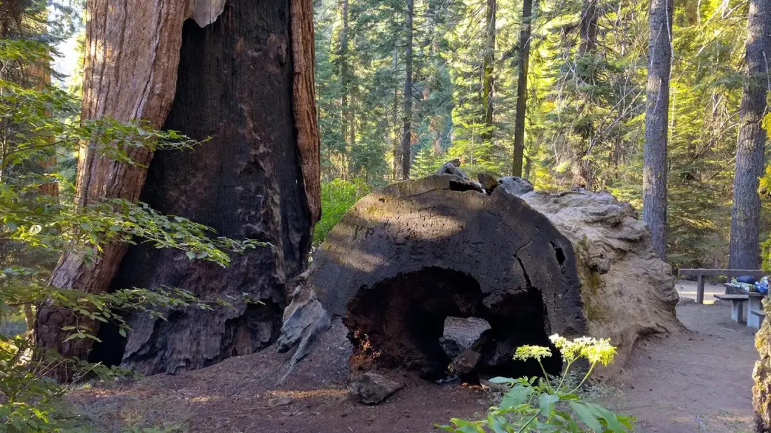 Skip the Sequoia Queue: California's Quiet Forest of 2,000-Year-Old Giants
