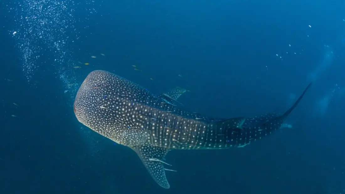 El Niño Turns California's Coast Tropical: Sea Turtles, Whale Sharks and Tuna Arrive