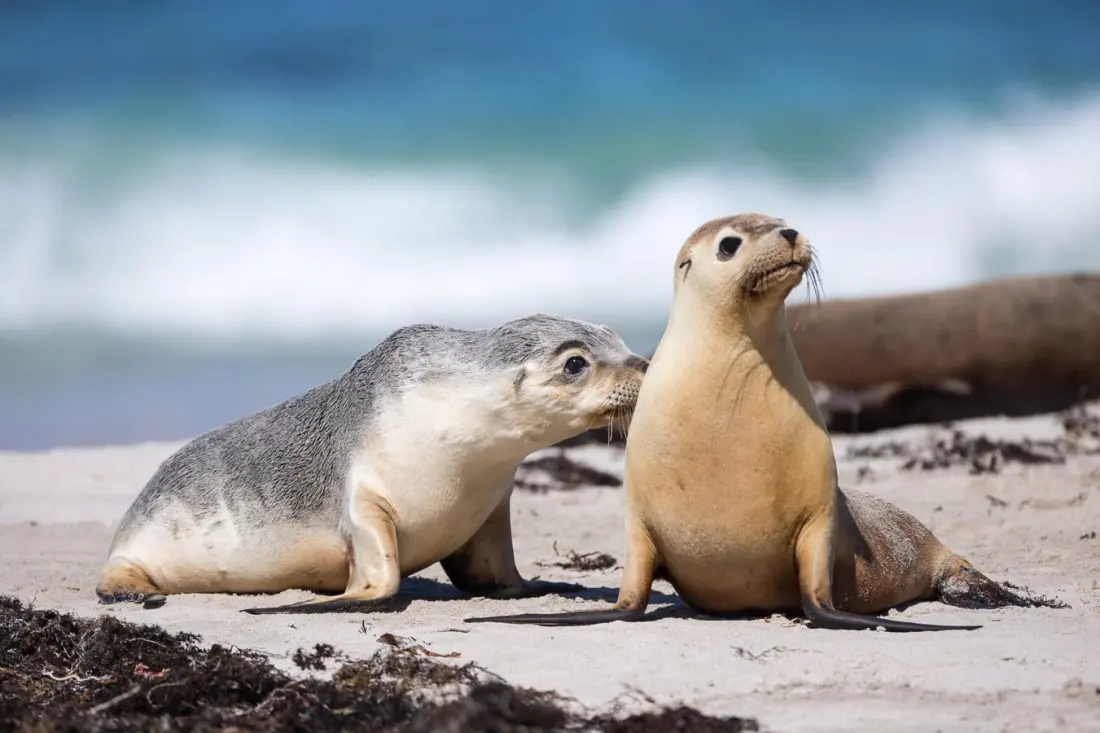 Bird flu is spreading along Australia's south coast — what it means for the country's wildlife