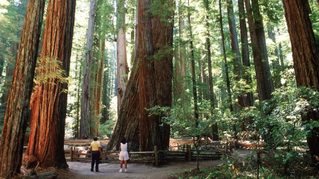 Humboldt Redwoods State Park: California's Quietest Giant Forest