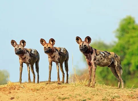 Zambia's Wild Dogs Just Pulled Off the Longest Mammal Trek Ever Recorded in Africa