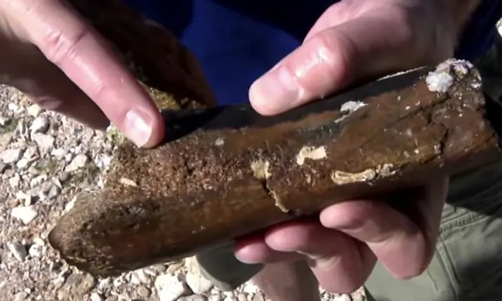 A 130-Million-Year-Old Dinosaur Is Being Excavated From the Sea Off Istria