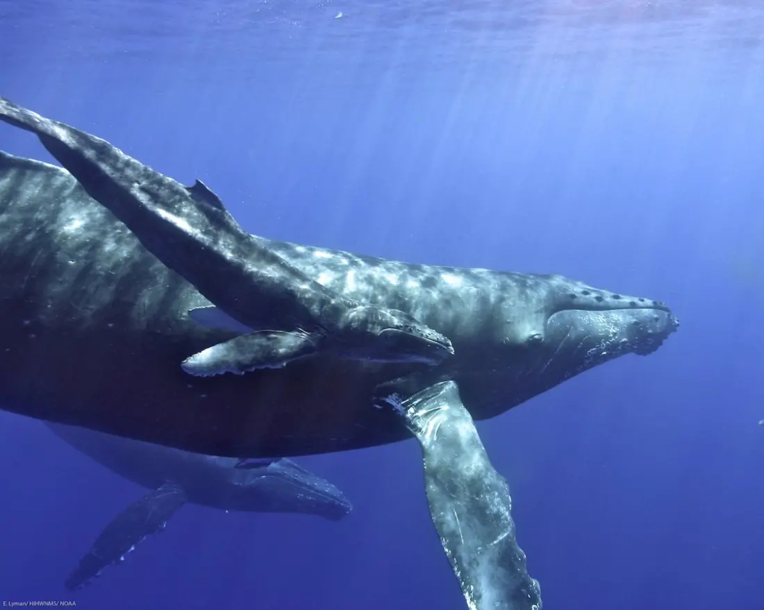Humpback Whale Season in Hawaiʻi: When to Go and Where to Look