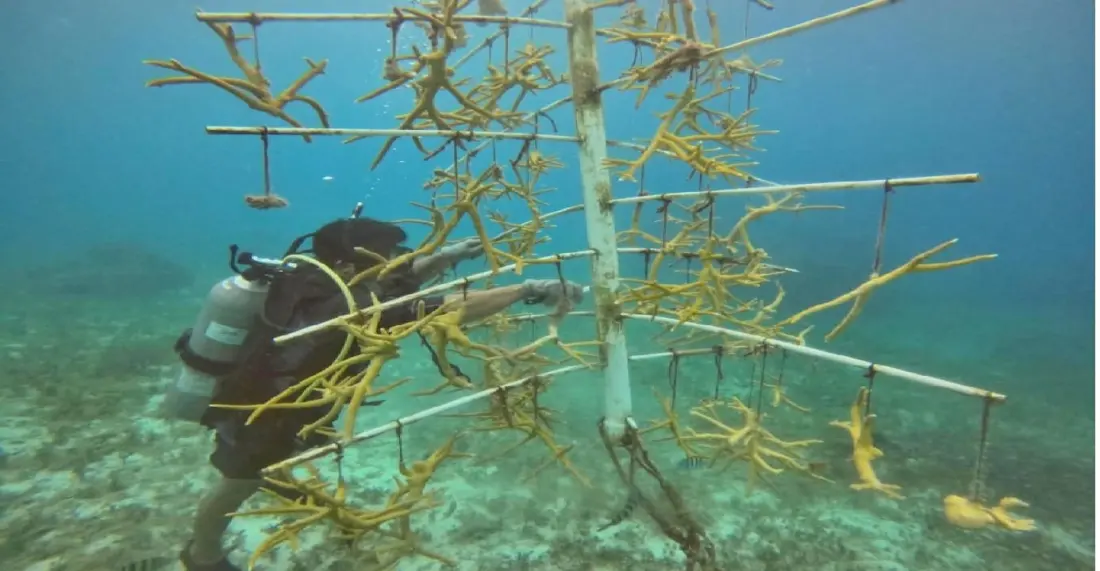 Cozumel's Chankanaab coral nursery: how 1,500 fragments are being brought back to life
