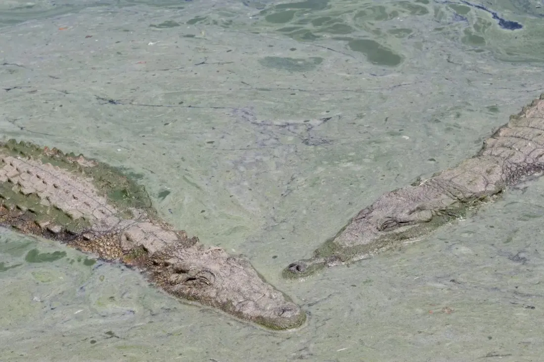 Brisbane 2032 rowing venue approved — and it shares the river with 500 crocodiles