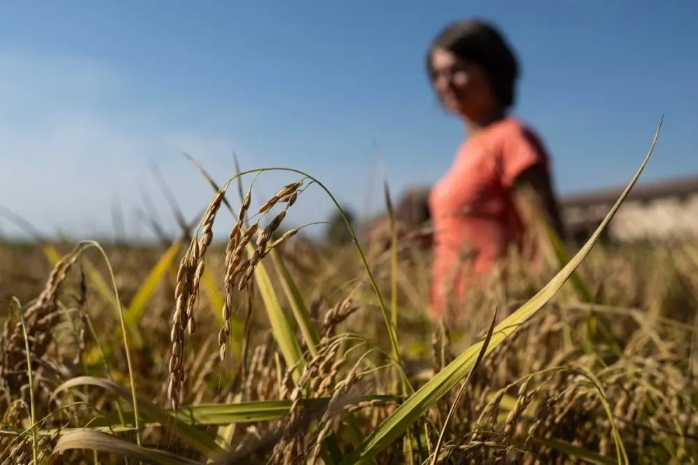 On an Italian rice farm, a third of the land is going back to nature — and the rice is better for it