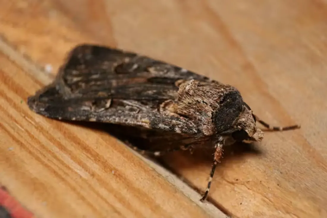 Bogong moths are back in huge numbers – and spring is the time to spot Australia's insects