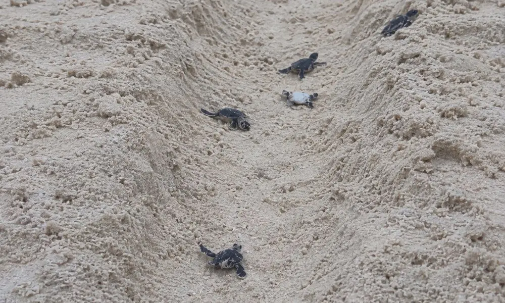 Turtle hatchlings, named leopard sharks and a fantasy festive season: what's happening across the Maldives right now